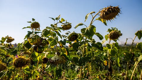 Hitze und Trockenheit: Vertrocknete Sonnenblumen stehen auf einem Feld (Foto: dpa Bildfunk, picture alliance/dpa | Philipp von Ditfurth)