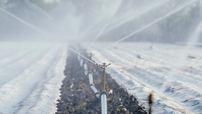 Eine Bewässerungsanlage versprüht auf einem Feld Wasser. (Foto: dpa Bildfunk, picture alliance/dpa | Uwe Anspach)