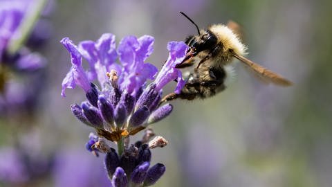 Eine Biene bestäubt Lavendel (Foto: dpa Bildfunk, picture alliancedpa  Tom Weller)