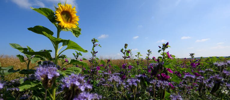 Eine Sonnenblume steht neben einem Kornfeld (Foto: dpa Bildfunk, Stefan Puchner)