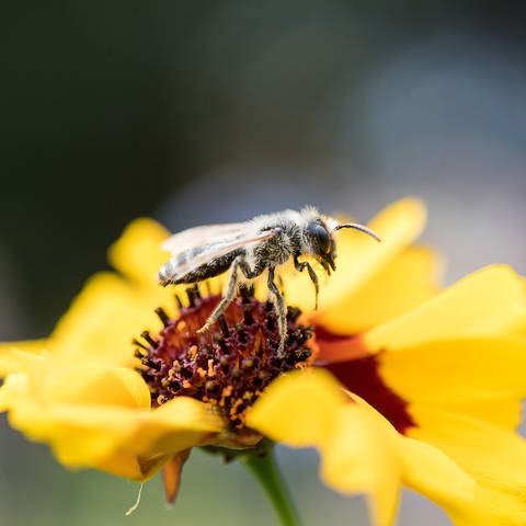 Eine Wildbiene (Foto: dpa Bildfunk, picture alliance/Sebastian Gollnow/dpa)