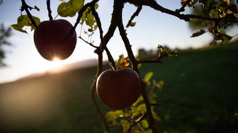 Owen: Zwei rote Äpfel hängen an einem Baum und werden von der aufgehenden Sonne angestrahlt. (Foto: dpa Bildfunk, picture alliance/Tom Weller/dpa)