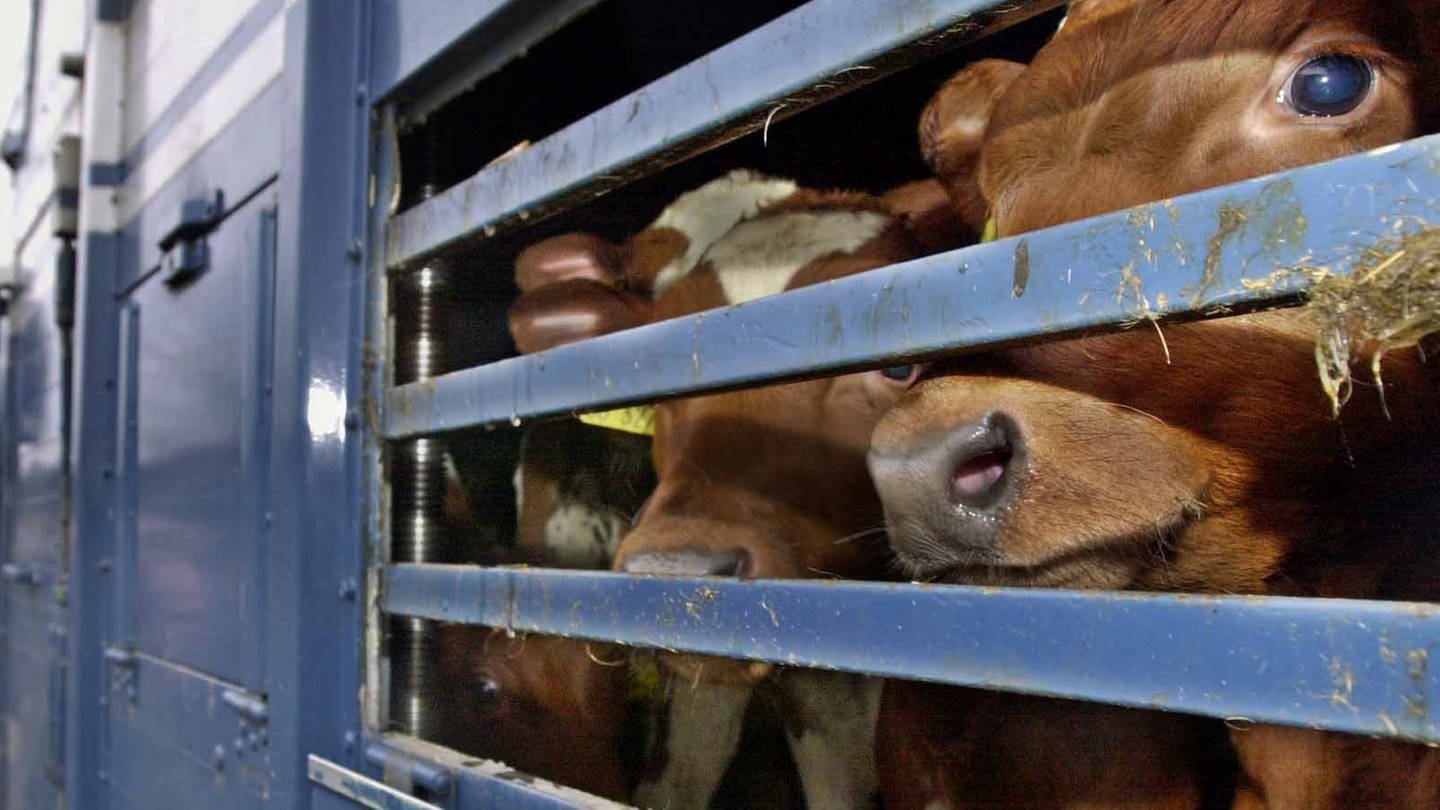In einem Tiertransporter untergebrachte Kälber schauen durch die Gitterstäbe.