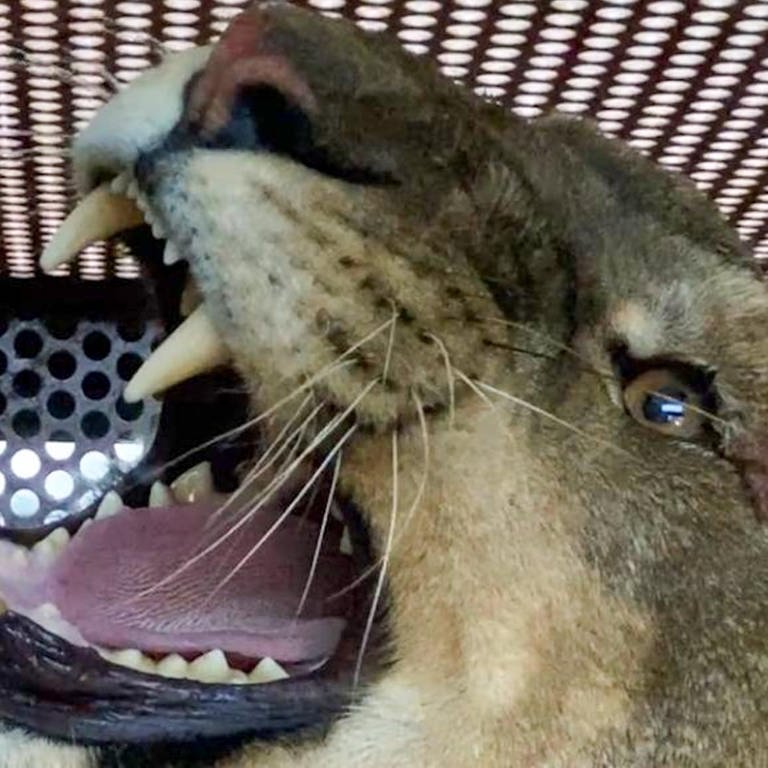 Eine Löwin in einem Käfig brüllt. (Foto: dpa Bildfunk, picture alliance/dpa/Einsatz-Report24 | Einsatz-Report24)