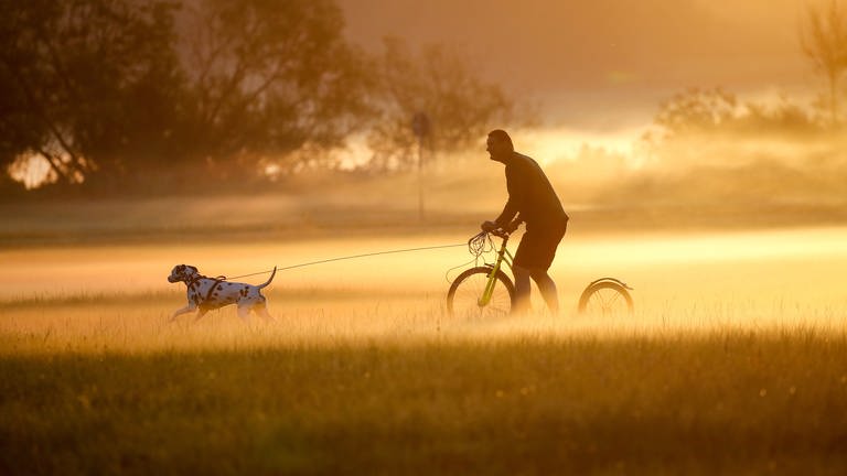 Im morgendlichen Nebel und oranglichen Sonnenaufgangslicht läuft ein Hund, dessen Leine an den Lenker eines Fahrradfahrers gebunden ist. (Foto: dpa Bildfunk, picture alliance/dpa | Thomas Warnack)
