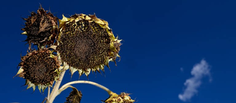 Ausgetrocknete Sonnenblumen stehen auf einem Feld am Rand von Ravensburg.  (Foto: dpa Bildfunk, picture alliance/dpa | Felix Kästle)