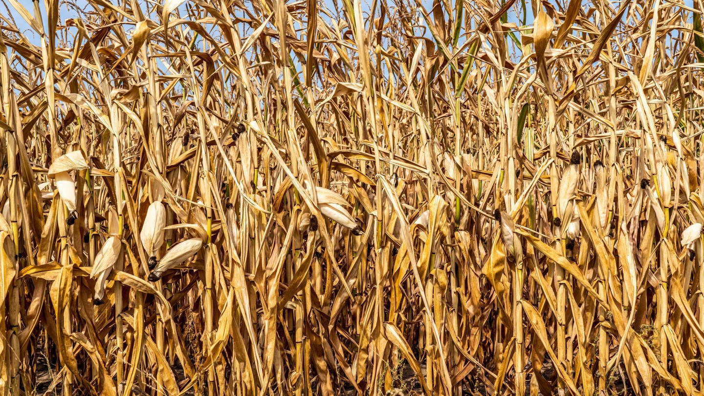 Maisfeld vertrocknet und nur niedrig gewachsen, kleine Maiskolben, durch die Sommer Trockenheit, Dürre