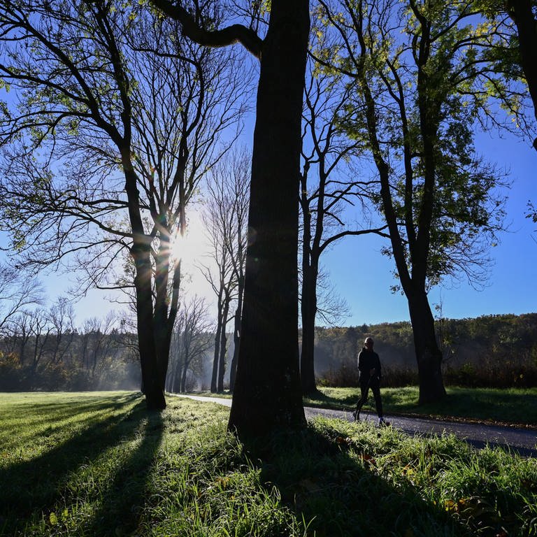 Ein Spaziergänger läuft bei strahlendem Sonnenschein durch eine Allee. (Foto: dpa Bildfunk, Bernd Weißbrod)