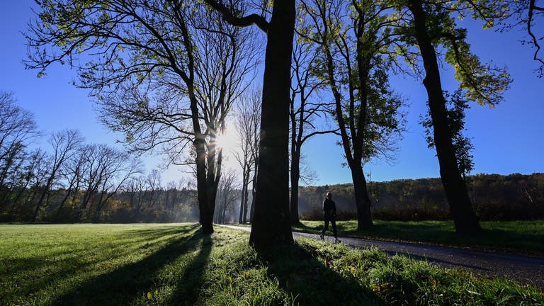 Ein Spaziergänger läuft bei strahlendem Sonnenschein durch eine Allee. (Foto: dpa Bildfunk, Bernd Weißbrod)