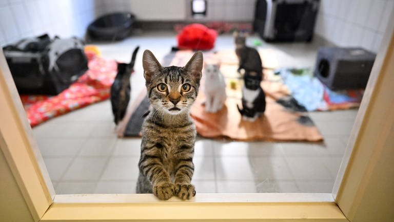 Junge Katzen sind in einem gemeinsamen Zimmer in einem Tierheim untergebracht (Foto: dpa Bildfunk, picture alliance/dpa | Martin Schutt)