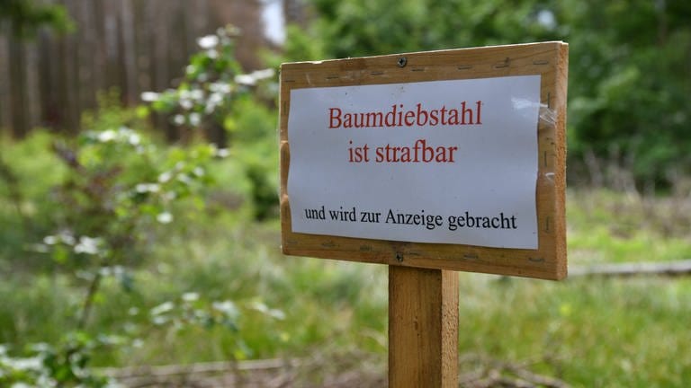 An einem Waldrand steht ein Schild mit dem Hinweis "Baumdiebstahl ist strafbar und wird zur Anzeige gebracht". (Foto: IMAGO, IMAGO / mhphoto)