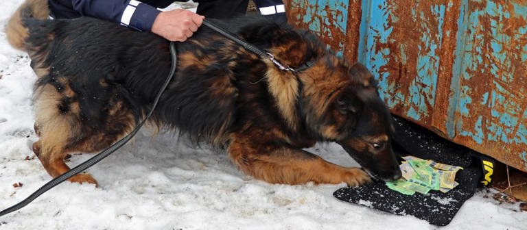 Ein Hundeführer der Polizei hält einen Spürhund an der Leine, der an einer offenen Tasche mit Geldscheinen schnuppert.  (Foto: Pressestelle, Innenministerium Baden-Württemberg)