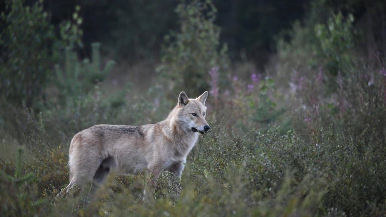 Ein Wolf in freier Wildbahn (Symbolbild) (Foto: IMAGO, IMAGO / Lehtikuva (Symbolbild))