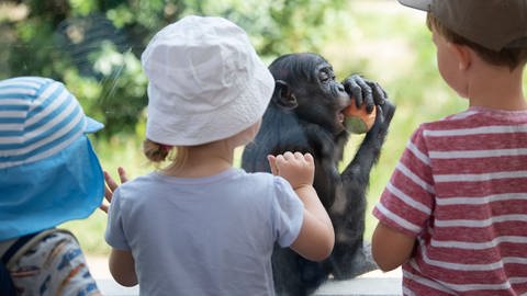 Kinder betrachten im zoologisch-botanischen Garten Wilhelma ein Bonobo-Junges durch eine Scheibe. (Foto: dpa Bildfunk, picture alliance/dpa | Marijan Murat)