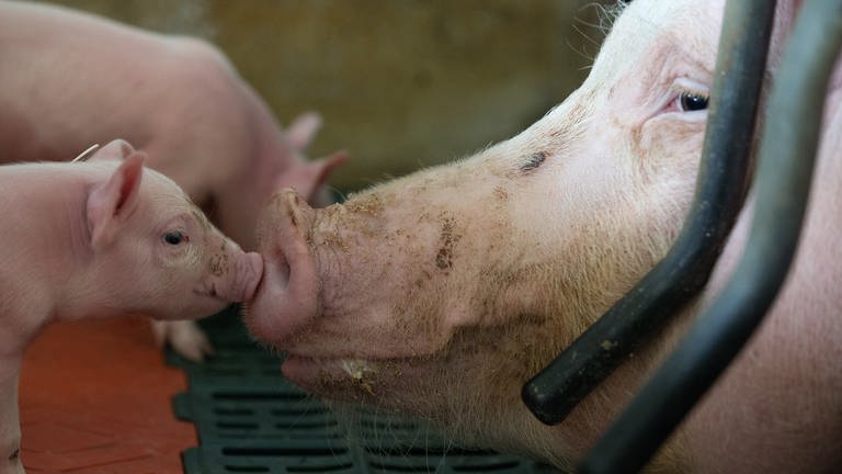 Ferkel werden in einem Schweinemastbetrieb von der Muttersau beschnuppert. (Foto: dpa Bildfunk, Picture Alliance)