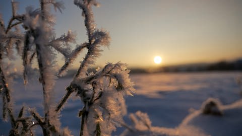 Schneebedeckte Wiese und frostbedeckter Ast (Foto: SWR, Harry Röhrle)