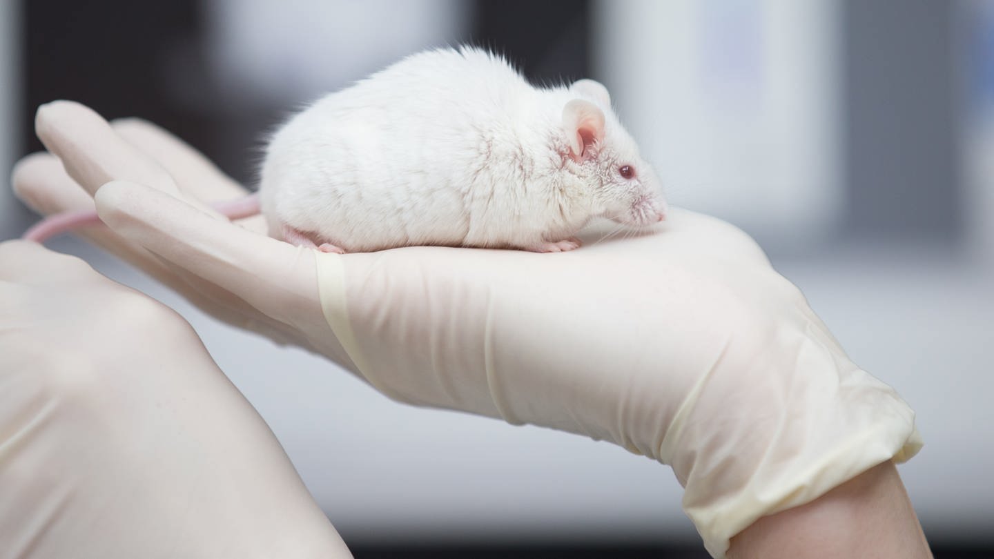 Eine wissenschaftliche Mitarbeiterin einer tierexperimentellen Forschungseinrichtung hat eine Maus in der Hand. (Foto: dpa Bildfunk, picture alliance / Friso Gentsch/dpa | Friso Gentsch)