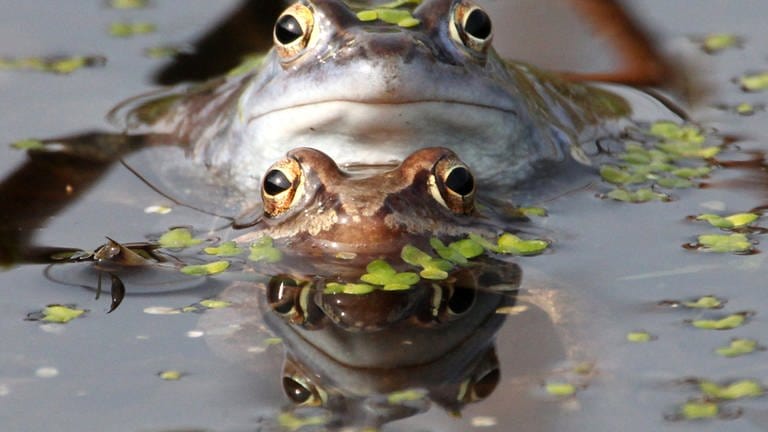 Der Moorfrosch steht in Baden-Württemberg ebenfalls auf der Liste der vom Aussterben bedrohten Amphibien.