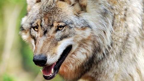Ein Wolf streift durch ein Gehege des Wolfcenters Dörverden in Niedersachsen. (Foto: dpa Bildfunk, picture alliance / Ingo Wagner/dpa | Ingo Wagner)