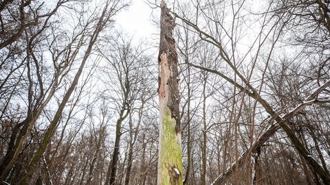Ein toter Baum steht in einem Waldstück in Stuttgart-Zuffenhausen. (Archivfoto) (Foto: dpa Bildfunk, picture alliance/dpa | Christoph Schmidt)
