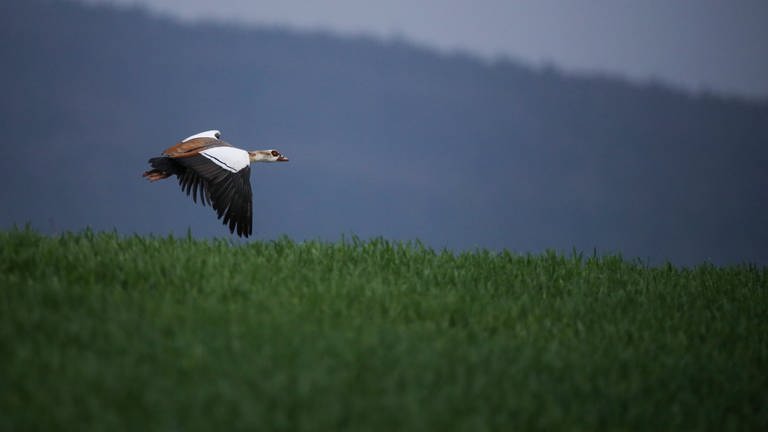 Eine Nilgans fliegt in einem Naturschutzgebiet über ein Feld. (Foto: dpa Bildfunk, picture alliance/dpa | Thomas Warnack)