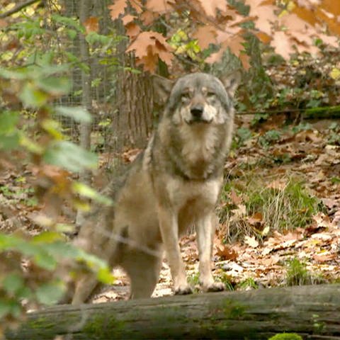 Wolf (Foto: SWR)