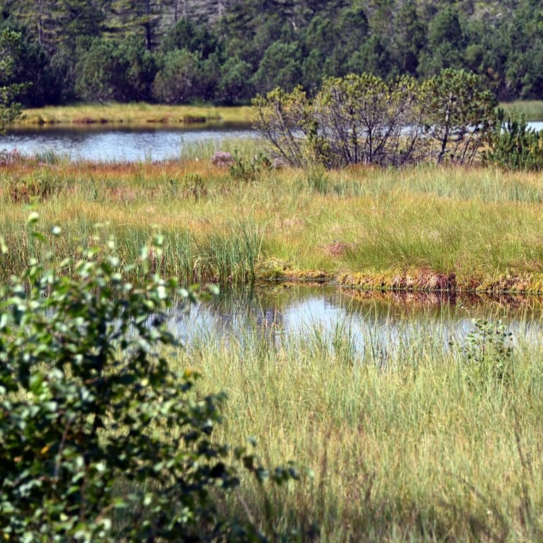 Blick auf den Hohlohsee mit seinem Moor im Naturschutzgebiet Kaltenbronn. (Foto: dpa Bildfunk, picture alliance/dpa | Uli Deck)