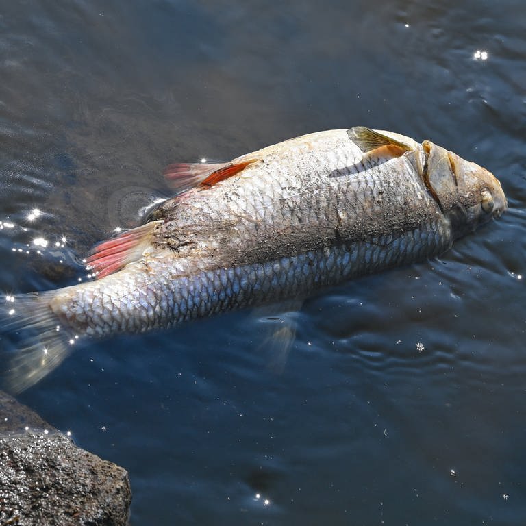 Ein toter Fisch liegt auf Steinen im flachen Wasser. (Foto: dpa Bildfunk, picture alliance/dpa/Patrick Pleul (Symbolbild))