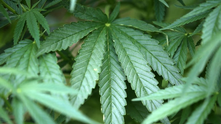 Suchtexpertin begrüßt erhöhte Grenze für Cannabis-Besitz.