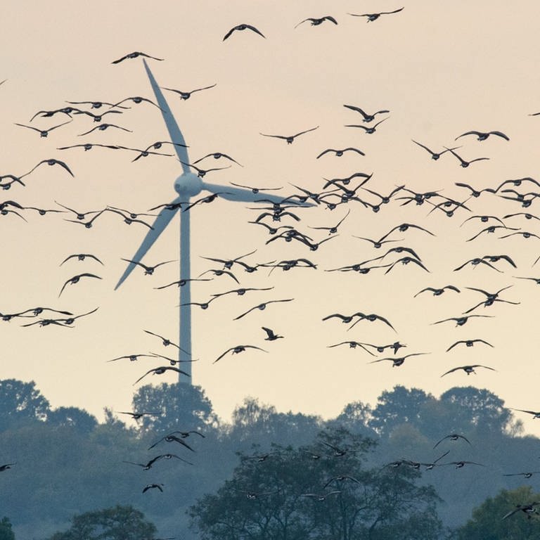 Ein Vogelschwarm vor einer Windkraftanlage. (Foto: dpa Bildfunk, Picture Alliance)
