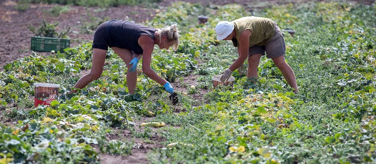 Erntehelfer sammeln Gurken auf einem Feld des Agrarbetriebs Gemüsefischer.  (Foto: picture-alliance / Reportdienste,  Jens Büttner)