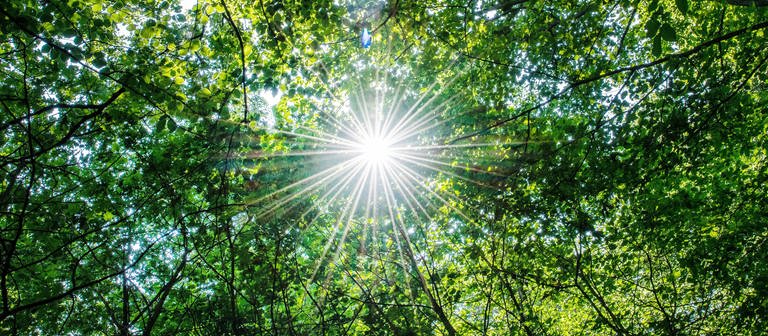 Die Sonne scheint in einem Wald durch die Blätter von Buchen. Der Regen im Frühjahr hat dem Wald laut Waldbesitzern gut getan. (Foto: dpa Bildfunk, picture alliance/dpa | Guido Kirchner)