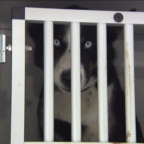 Hund hinter Gittern (Foto: SWR)