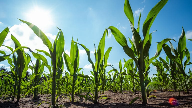 Maispflanzen wachsen auf einem Feld. Gentechnik in Lebensmitteln: EU-Kommission plant Lockerung (Foto: dpa Bildfunk, picture alliance/dpa | Mohssen Assanimoghaddam)