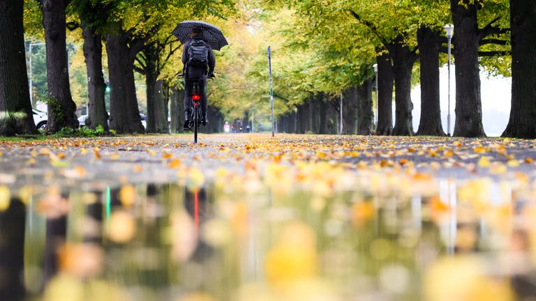 Ein Radfahrerin fährt mit einem Regenschirm durch eine herbstlich verfärbte Allee (Symbolbild). (Foto: dpa Bildfunk, picture alliance/dpa | Julian Stratenschulte (Symbolbild))