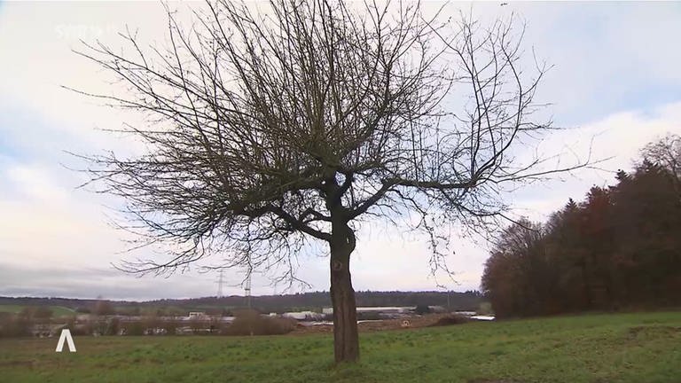 Der letzte Apfelbaum auf der Streuobstwiese in Bretten (Kreis Karlsruhe) soll gefällt werden. (Foto: SWR)