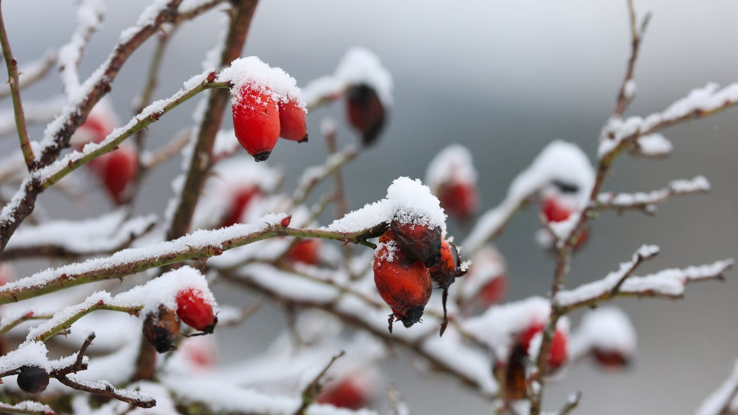 Wetter in Baden-Württemberg: Schnee und Glätte sind da - SWR Aktuell