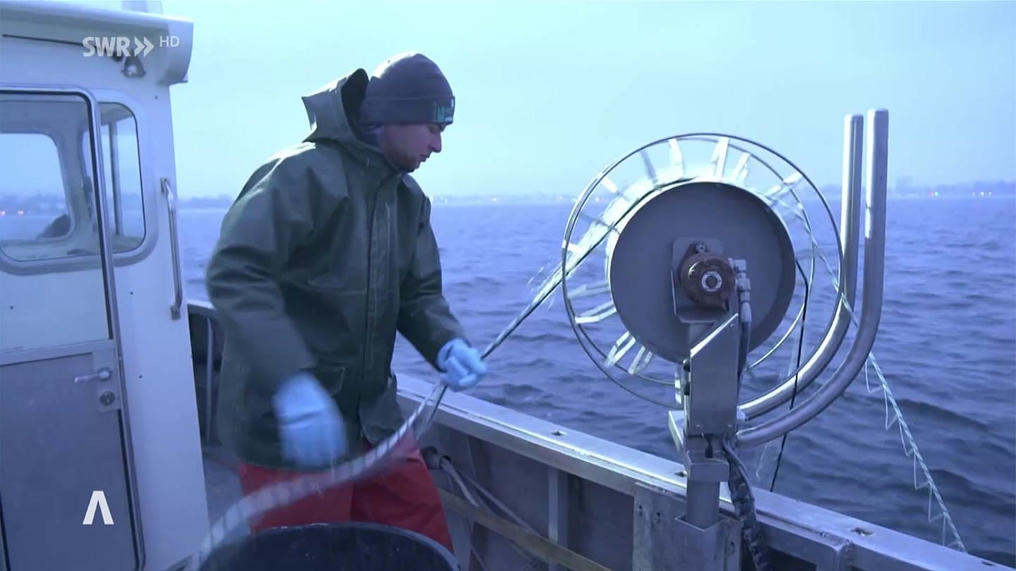 Fischer holt ein Netz auf einem Boot ein (Foto: SWR)