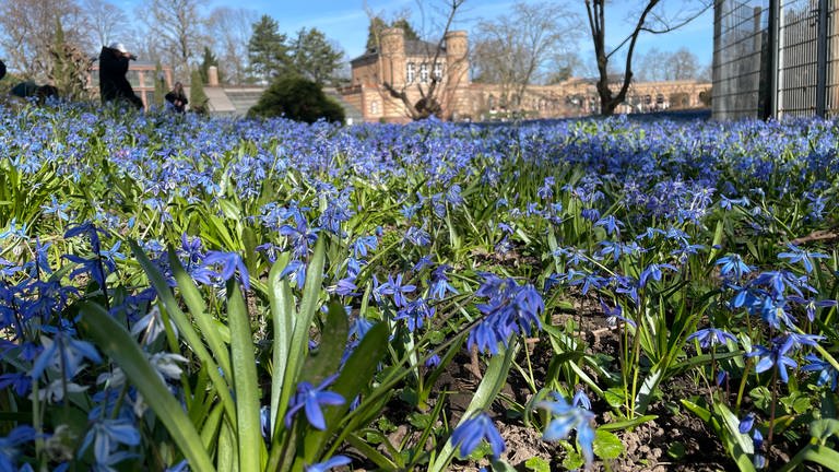 Ein Feld von blauen Blumen (Foto: SWR)