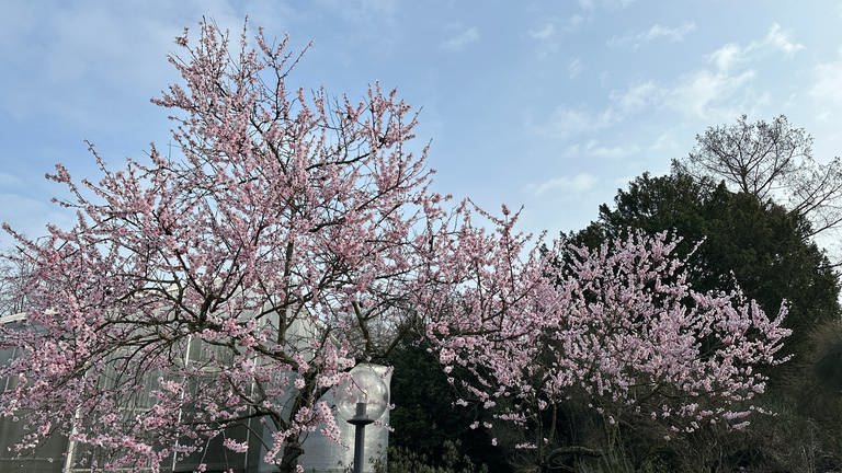 Ziermandelbaum in voller Blütenpracht (Foto: SWR, Michaela Dymski)