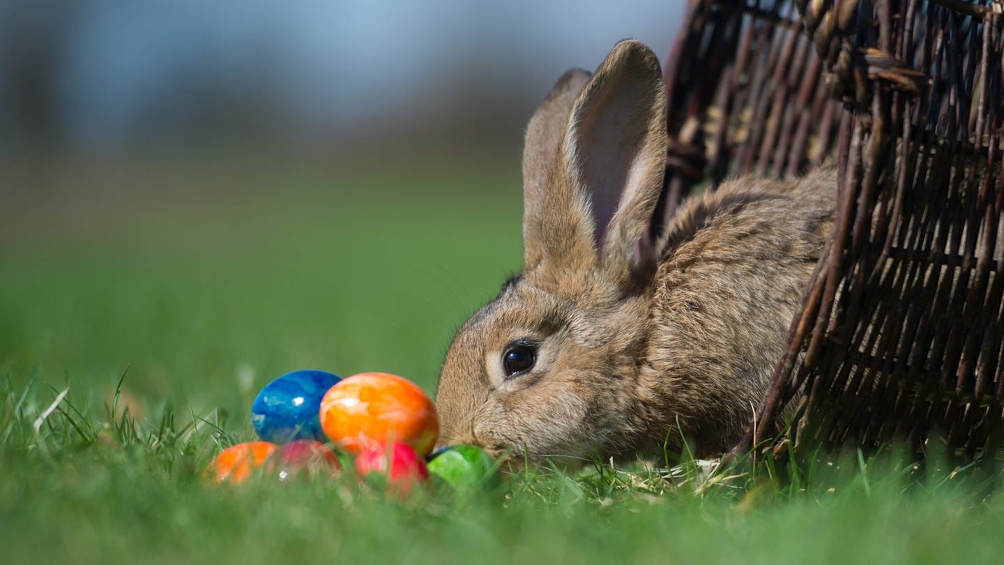 Ein Kaninchen und bunte Ostereier auf einer Wiese (Foto: dpa Bildfunk, picture alliance/dpa/dpa-Zentralbild | Patrick Pleul)