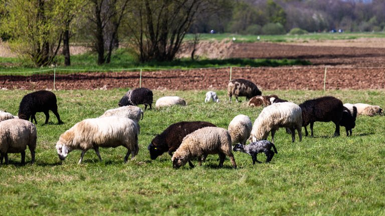 Lämmer stehen inmitten einer Schafherde auf einer Wiese. (Foto: dpa Bildfunk, picture alliance/dpa | Philipp von Ditfurth)