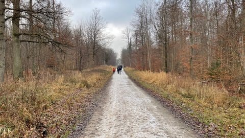 Winterlicher Wald bei Stuttgart (Foto: SWR)