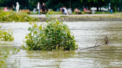 Uferpflanzen werden am Rhein an einer Uferpromenade von Flusswasser umspült (Foto: dpa Bildfunk, picture alliance/dpa | Uwe Anspach)