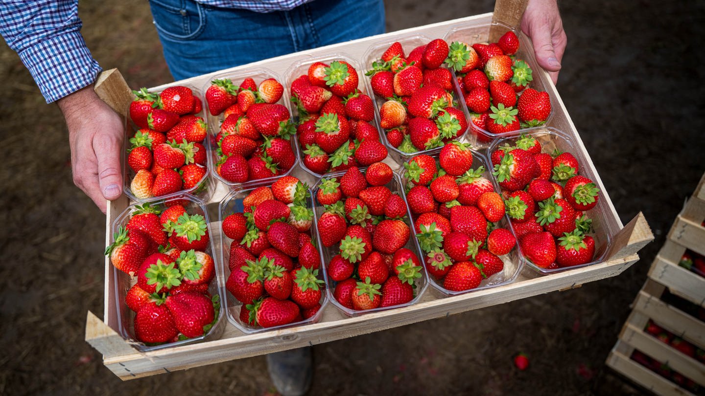Symbolbild: Erdbeeren werden auf einem Feld geerntet. (Foto: dpa Bildfunk, picture alliance/dpa | Sina Schuldt (Archiv))