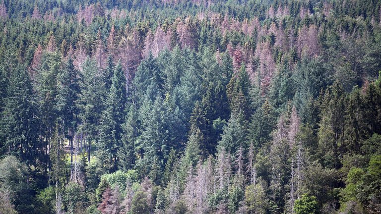 Waldshut-Tiengen: Tote Nadelbäume stehen in einem Wald (Sommer 2019) (Foto: dpa Bildfunk, picture alliance/Patrick Seeger/dpa (Archiv))