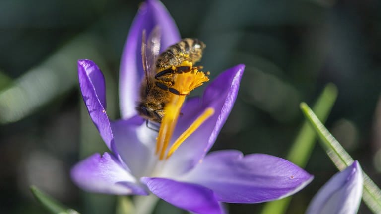 Eine Biene sammelt Pollen. (Foto: dpa Bildfunk, picture alliance/Patrick Seeger/dpa)