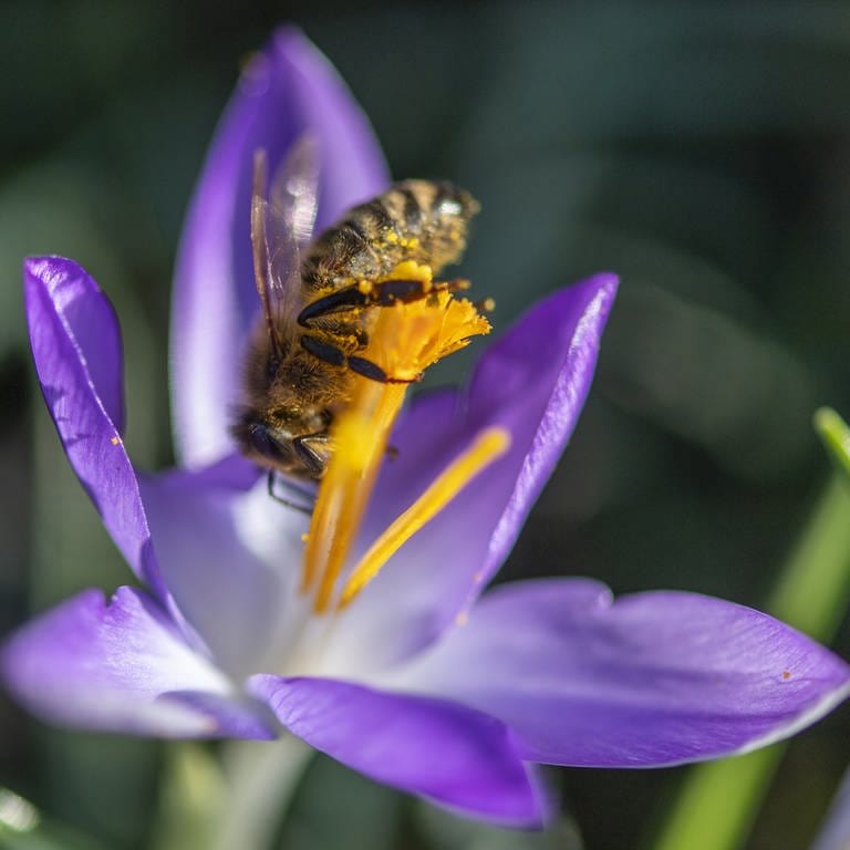Eine Biene sammelt Pollen. (Foto: dpa Bildfunk, picture alliance/Patrick Seeger/dpa)
