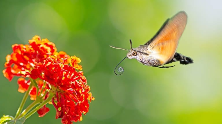 Insektensommer: Schmetterling Taubenschwänzchen