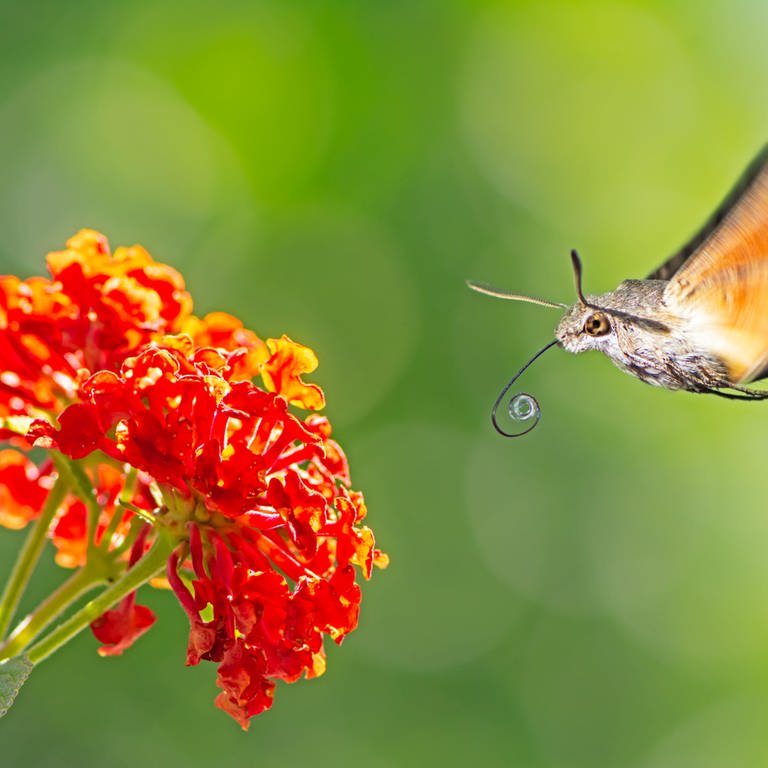 Insektensommer: Schmetterling Taubenschwänzchen (Foto: picture-alliance / Reportdienste, picture alliance / Zoonar | manfredxy)